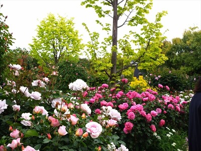 DSCF2540_R
