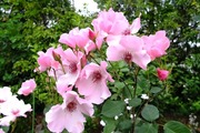 DSCF2505_R