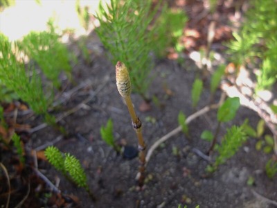 DSCF4956_R