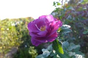 DSCF8055_R