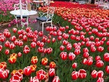 DSCF6323_R