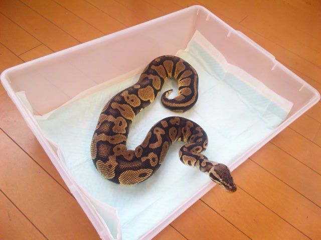 爬虫類ケージ　US  VISON（ヴィジョン） 爬虫類ケージ US VISON（ヴィジョン） 爬虫類ケージ US VISON