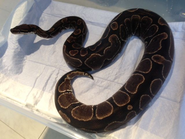 SPIRAL BLOG : ☆ BLACK AXANTHIC