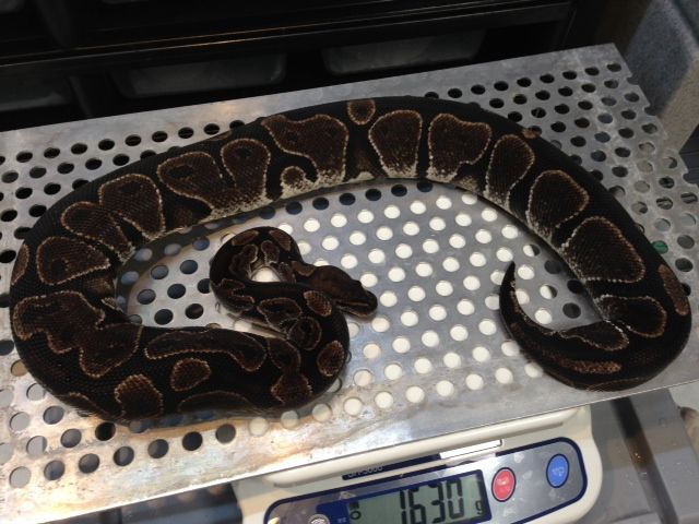 SPIRAL BLOG : ☆ BLACK AXANTHIC