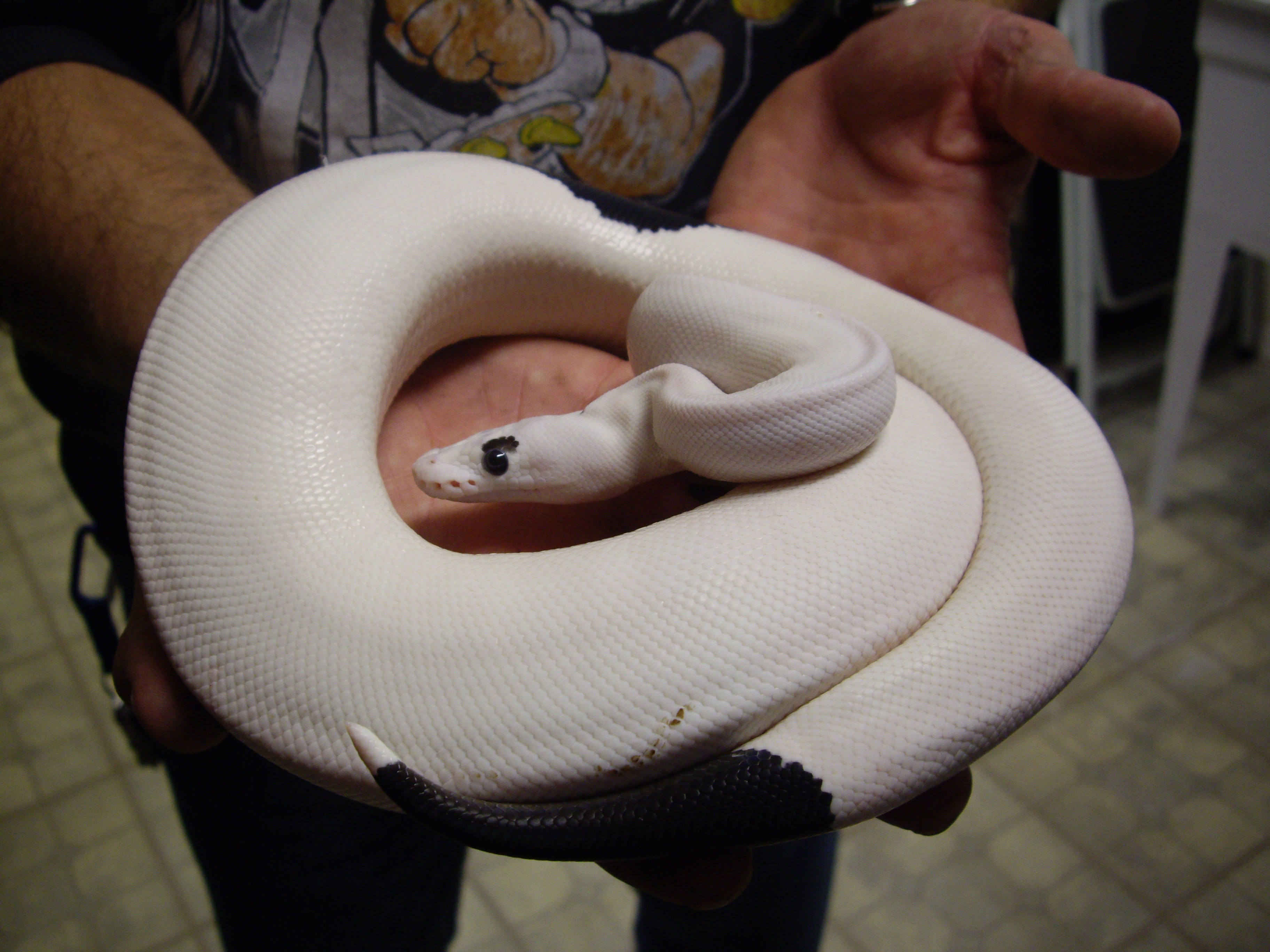 Spiral Blog ボールパイソン