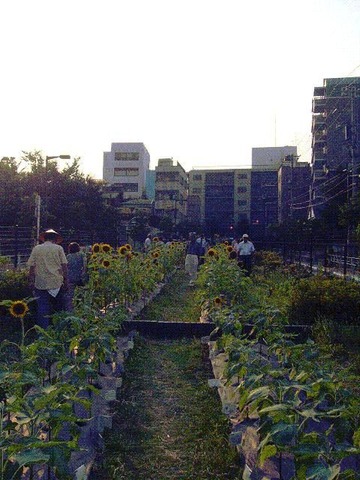 2007himawari3