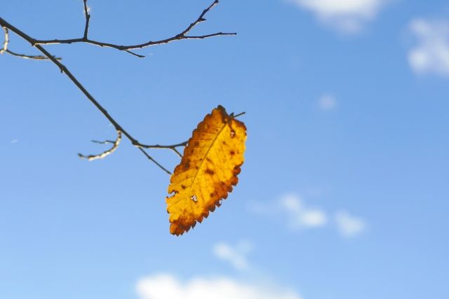 星野源 Dead Leaf 歌詞の意味 解釈 本質的で大事なものほど言葉にできない 詩的な愛の歌 スピタメウォッチング 星野源 Dead Leaf 歌詞の意味 解釈 本質的で大事なものほど言葉にできない 詩的な愛の歌 スピタメウォッチング