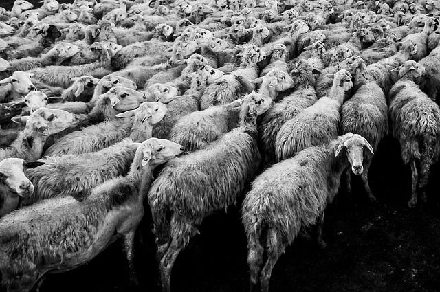 米津玄師 Black Sheep 歌詞の意味 解釈 ダークな羊を数える 実はかなりの問題作 スピタメウォッチング 米津玄師 Black Sheep 歌詞の意味 解釈 ダークな羊を数える 実はかなりの問題作 スピタメウォッチング