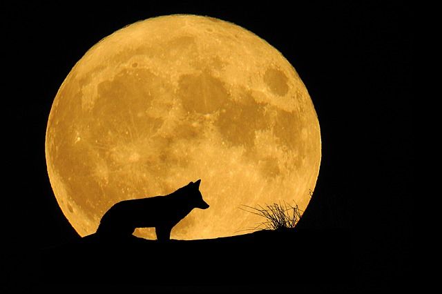 米津玄師 Moonlight 歌詞の意味 解釈 本物 偽物なんて本当にあるの 長文注意 スピタメウォッチング 米津玄師 Moonlight 歌詞の意味 解釈 本物 偽物なんて本当にあるの 長文注意 スピタメウォッチング