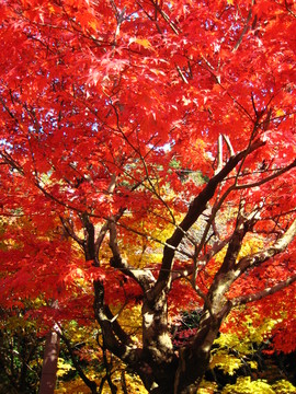 二尊院紅葉1
