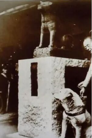 自らの銅像を見るハチ公