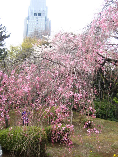 新宿御苑枝垂れ桜