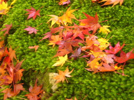 二尊院紅葉2