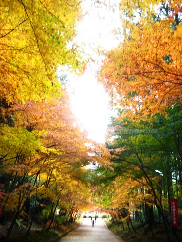 ��ﻰ����3