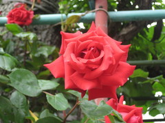 ���Ҳ��Х�