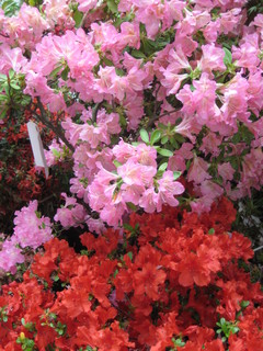 ���ſ��ҭ�