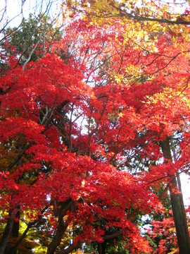 二尊院紅葉3