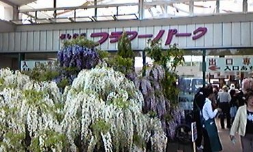 あしかがフラワーパーク1