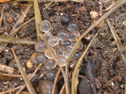 ナメクジの卵 Runa研究室