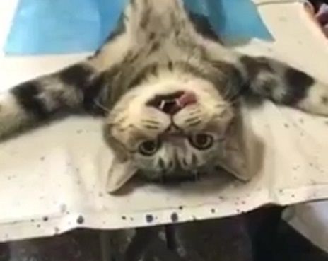 ｕｎｉｃｏｒｎ雑記 Sp複合型にっき