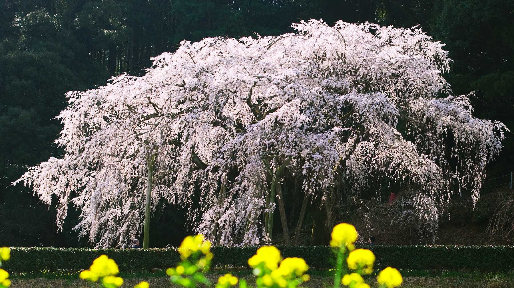 春の写真展延期のお知らせ サポート日進