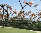 桜5分咲き