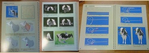 モーモー さなえのブログ 牛の結び方 モーモー さなえのブログ 牛の結び方