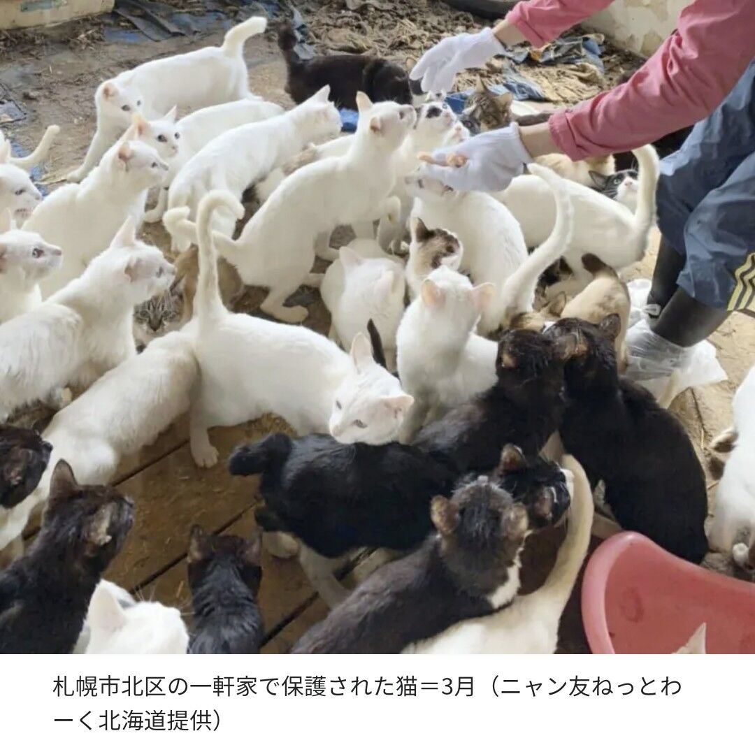 速報 ゴミ屋敷で放置されてた猫２３８匹を保護ｗｗｗｗｗ スポーツまにあちゃんねる