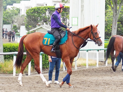 今は亡きウメノファイバー最後の子 ビヨンドザタイム25日デビューコメント