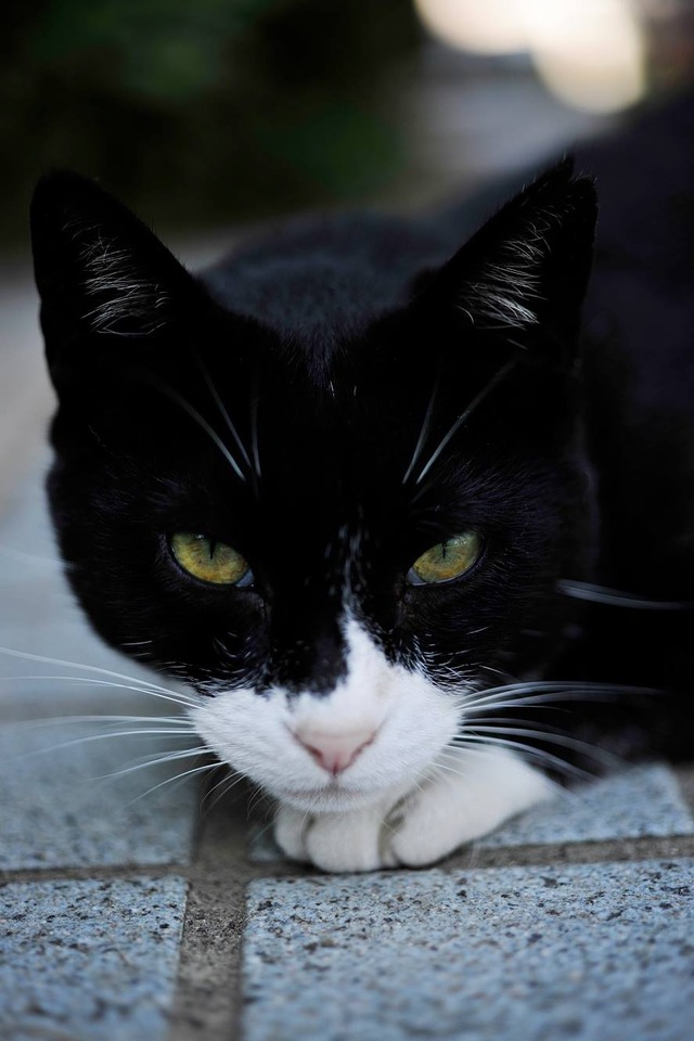 35435941_1980065112026597_370842366988255232_o