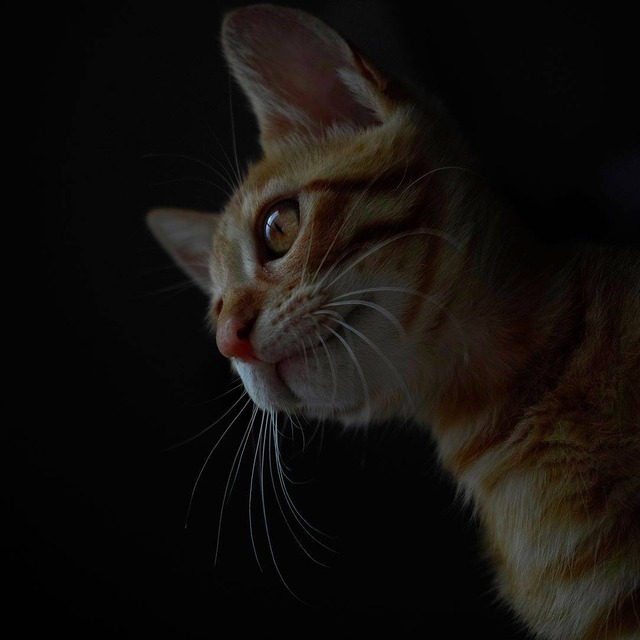 35922999_1987879821245126_6871523468270108672_o