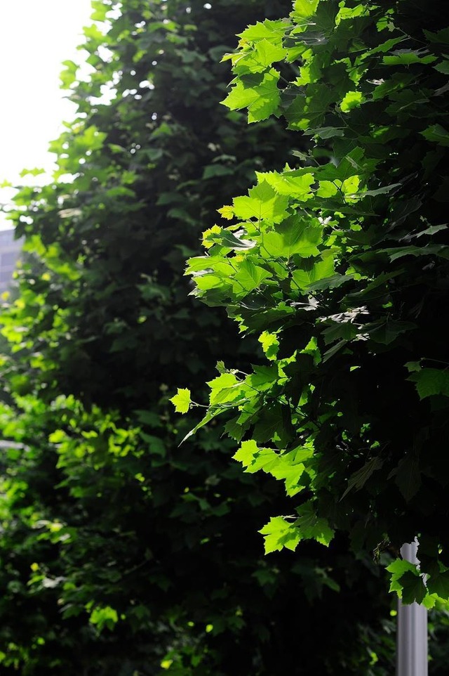 36063300_1989469161086192_4980053363266682880_o