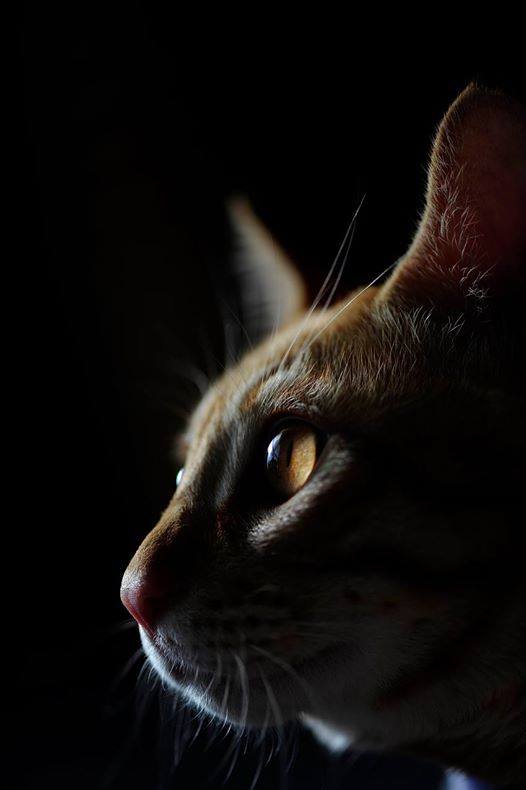 64213546_2553167524716350_228134420651966464_n