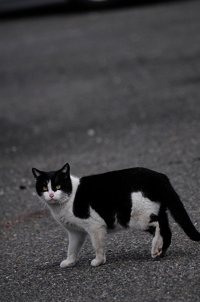 62428660_2553167704716332_7731162808947048448_o