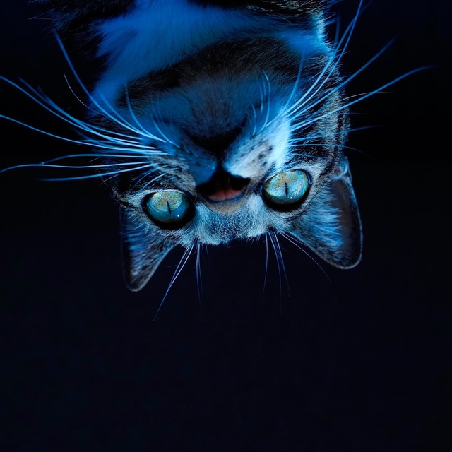 62469207_2553169881382781_7130485519200288768_n