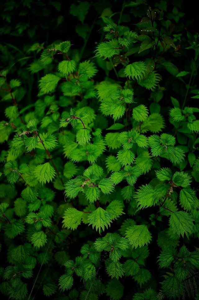 35126910_1972303902802718_1562811098615250944_o