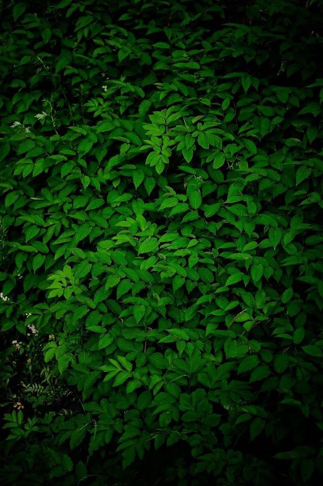 34668390_1972283632804745_5108399196663185408_o