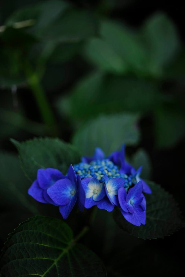 35412760_1980068828692892_7682686818747154432_o