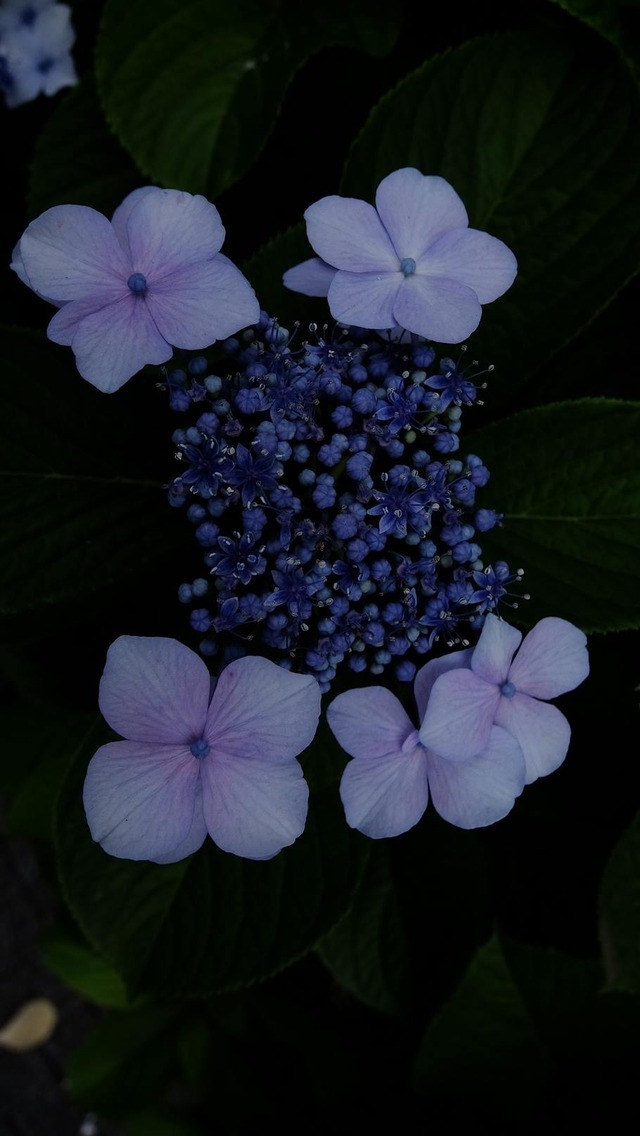 35518030_1983791688320606_5614186549873737728_o