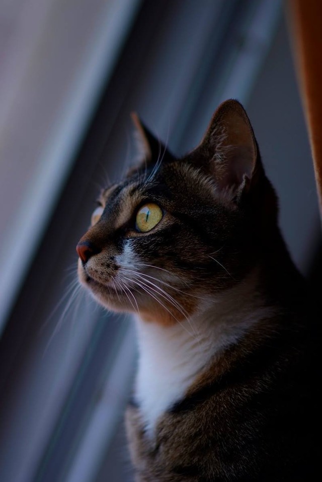 35362342_1980062365360205_7667423595898863616_o