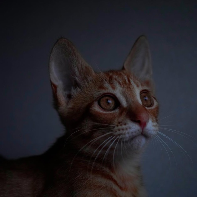 62492939_2553167724716330_1422180022369648640_n