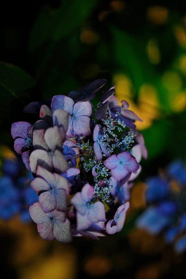 35435998_1980068308692944_2848747701724512256_o