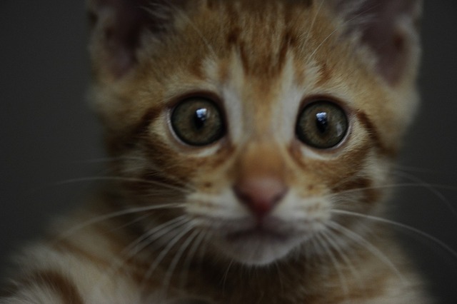 62529119_2553169651382804_1226307703828119552_o