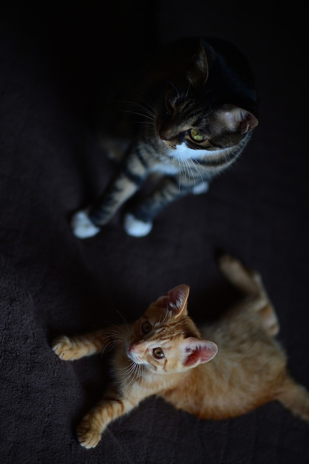 62520610_2553167368049699_4988326346452107264_n