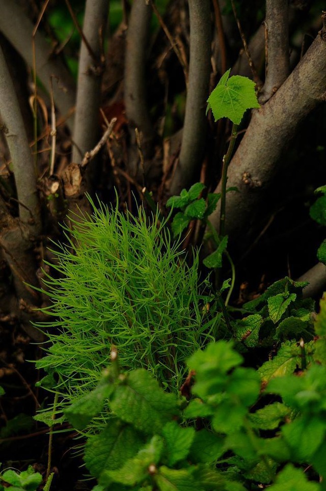 36047324_1989469227752852_339816618458611712_o