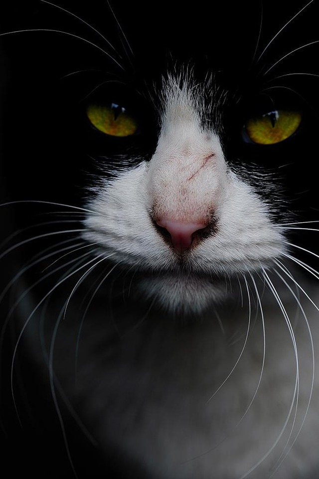 64348330_2553168221382947_8051410946519728128_o