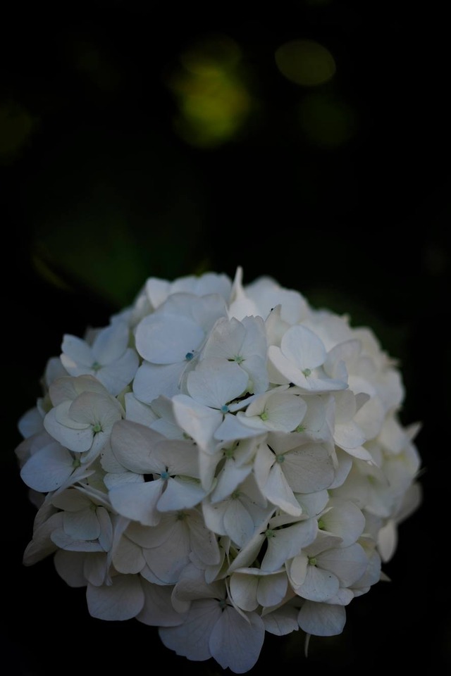 35415202_1980062748693500_8957315984146825216_o