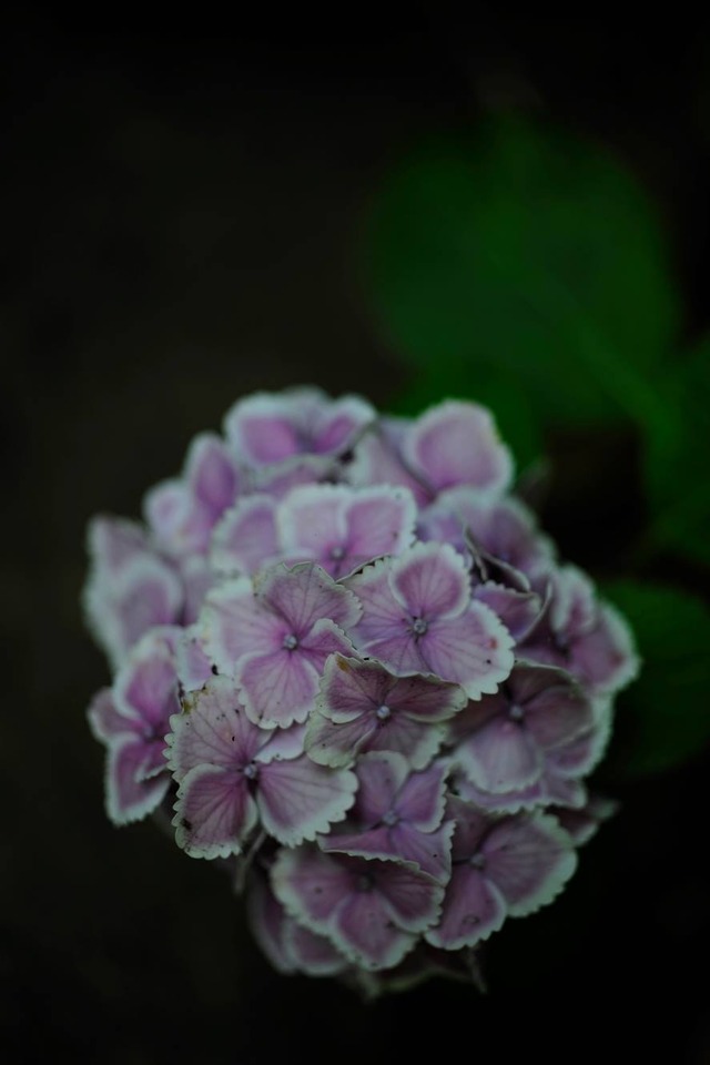 35329509_1980065348693240_1246271171381428224_o