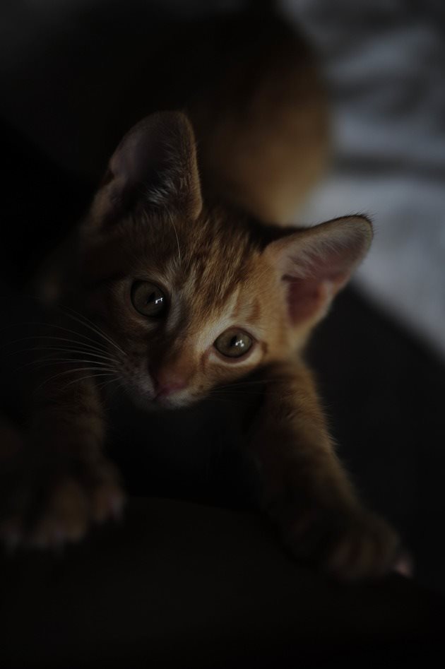 64204066_2553165811383188_6768253062696927232_n