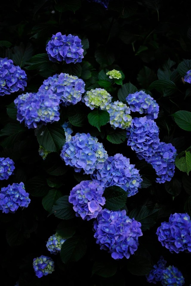 35329244_1980062982026810_2741453186672885760_o